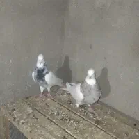 کبوتر طوقی جفت