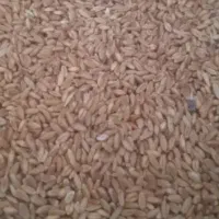 فروش دوتن گندم دیم