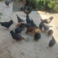 فروش فوری مرغ و خروس