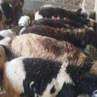 بره پای پروار