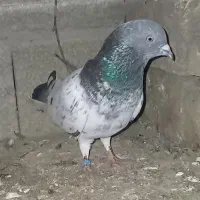 کفتر