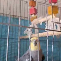 عروس هلندی