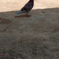 پلاکی نر