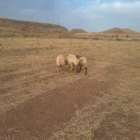 میش