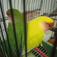 طوطی کوتوله برزیلی