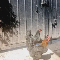 مرغ و خروس برهما بلو لایت