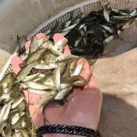 آمور مناسب تمامی استخر ها علف خوار