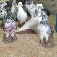 کبوتر