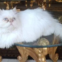 واگذاری فوری گربه