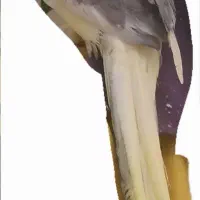 عروس هلندی جفت