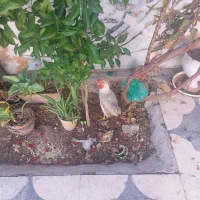 جوجه خروس