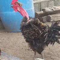 خروس فر گردن لختی