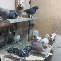 ۱۱عدد کبوتر گرفتنی یجا ۱۵۰۰