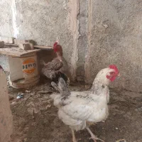 مزغتخمگذار