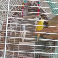 پرنده|پرنده|مهاباد (آذربایجان غربی), |دیوار