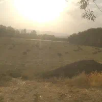 فروش یونجه خالص