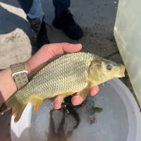 فروش بچه ماهی گوشتی کپور در استخر اب ثابت