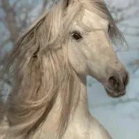 کارگر برای باشگاه سوارکاری