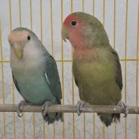 طوطی برزیلی