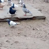 کبوتر|پرنده|بجنورد, |دیوار