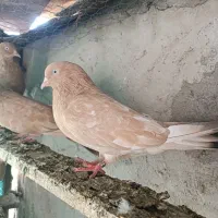 کله ای طلایی ماده