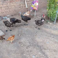 بوقلمون