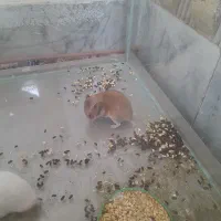همستر سوری
