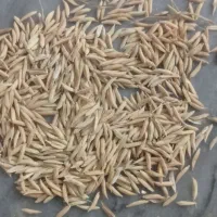 بذر شالی فجر نود روزه