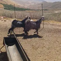 بزغاله