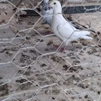 کفتر|پرنده|خوشاب, |دیوار