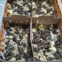 جوجه بلدرچین یک روزه تخم نطفه دار بلدرچین ماده