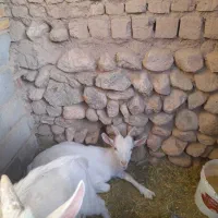 کره نربز ساناز