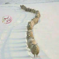 گوشت