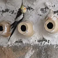عروس هلندی|پرنده|جم, |دیوار