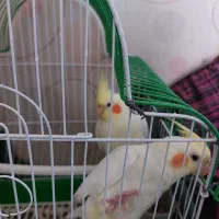 یه جفت عروس هلندی