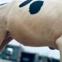 فروش گوساله ماده هلشتاین جنس عالی مخصوص داشت