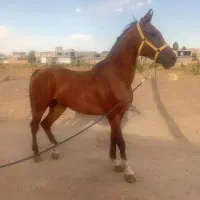 اسب