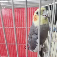 پرنده عروس هلندی نر