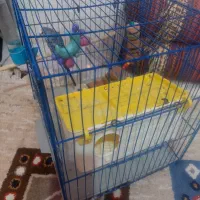 دوجفت مرغ عشق باقفس وتجهیزات دوعدد تخم دارد