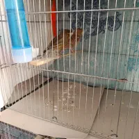 ۱۲ عدد جوجه قناری و ۴ جفت آماده