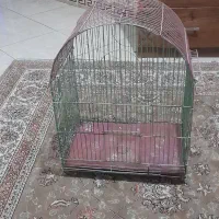 قفس عروس هلندی مرغ عشق