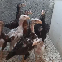 جوجه لاری اصیل
