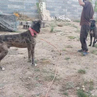 گریت دین کشش
