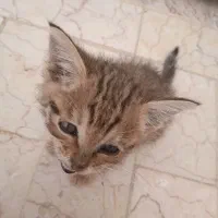 بچه گربه