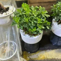 فروش انواع بنسای