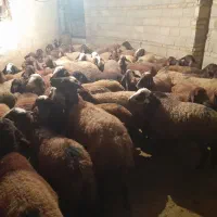 میش|حیوانات مزرعه|نهاوند, |دیوار