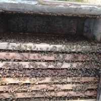 زنبورعسل|حیوانات مزرعه|اصفهان, بوستان ناژوان|دیوار