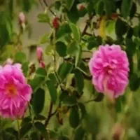 گل محمدی و گلاب محمدی درجه یک اعلا دواتیشه