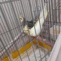 دوعدد عروس هلندی نرو ماده