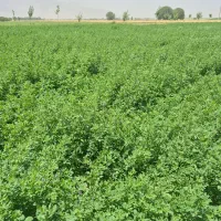 فروش یونجه
